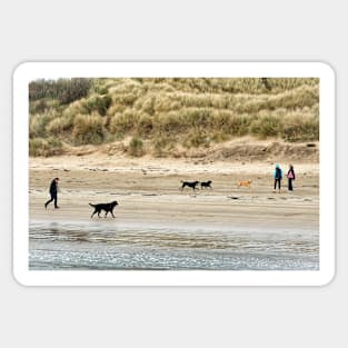 Four Dogs: Dog walkers on the beach - Beadnell, Northumberland, UK Sticker